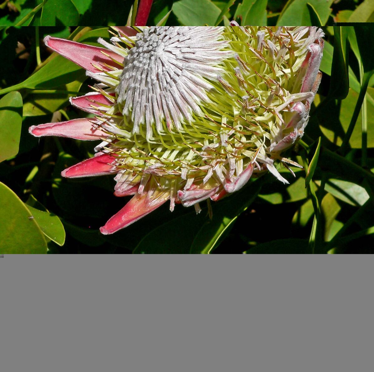 Dilobeia tenuinervis