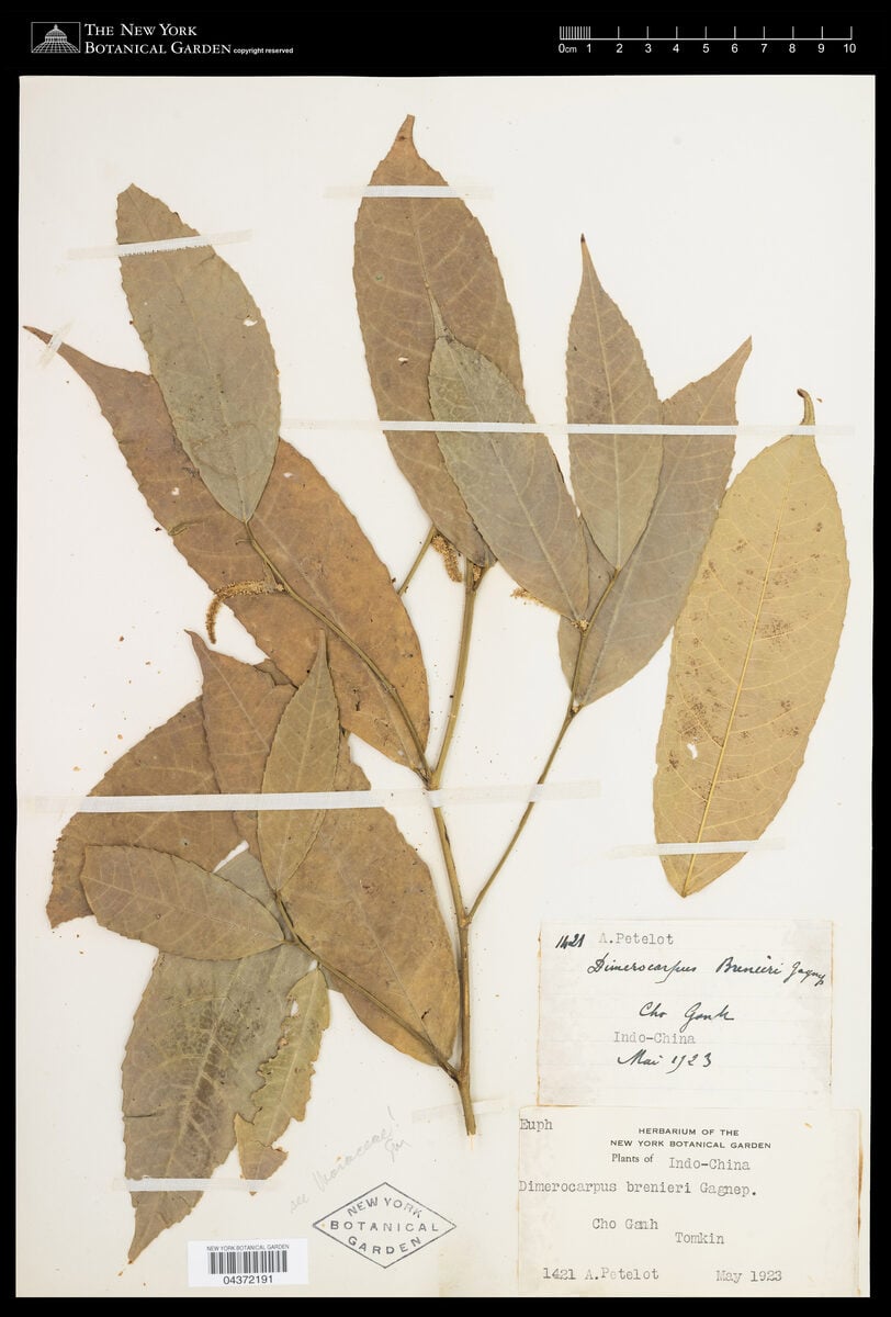 Dimerocarpus brenieri