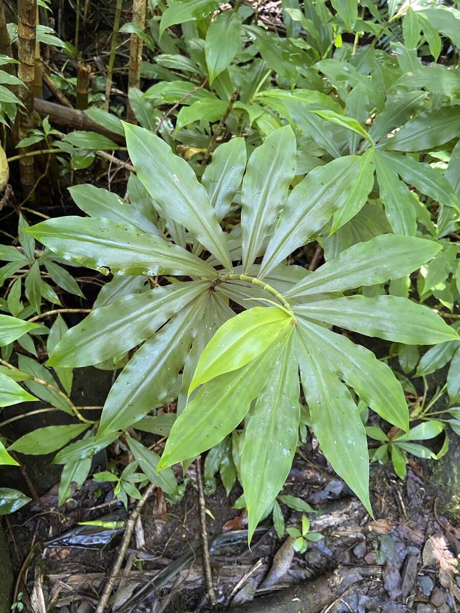 Dimerocostus sp. — photo