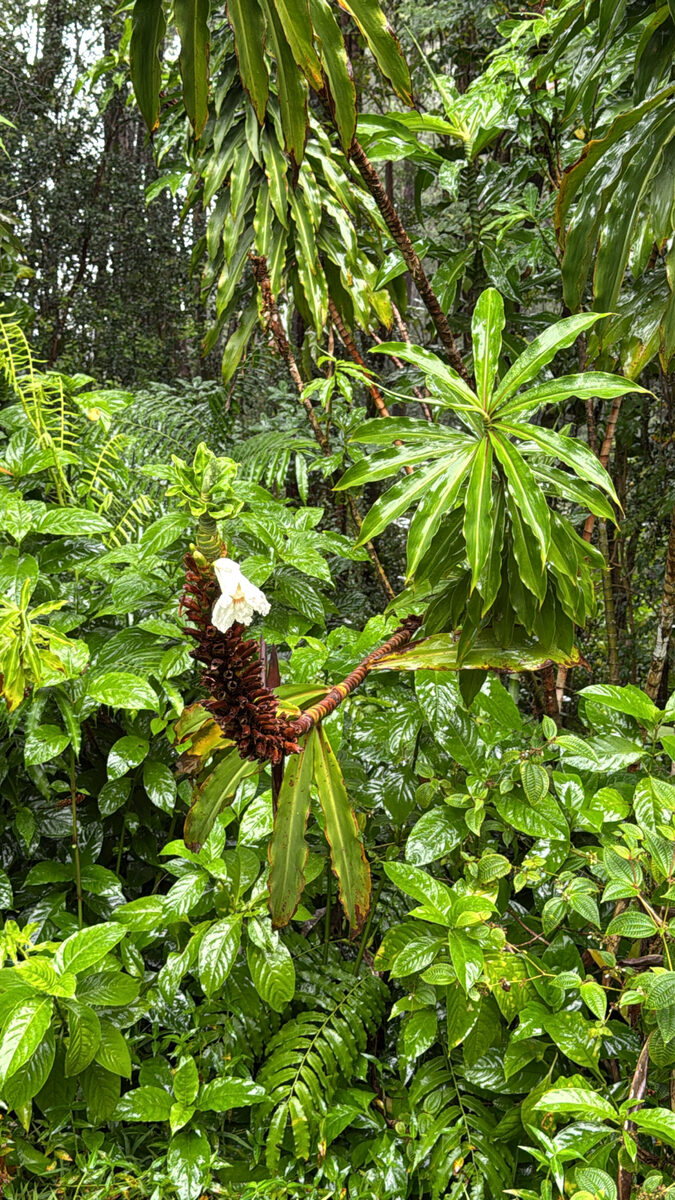 Dimerocostus sp.
