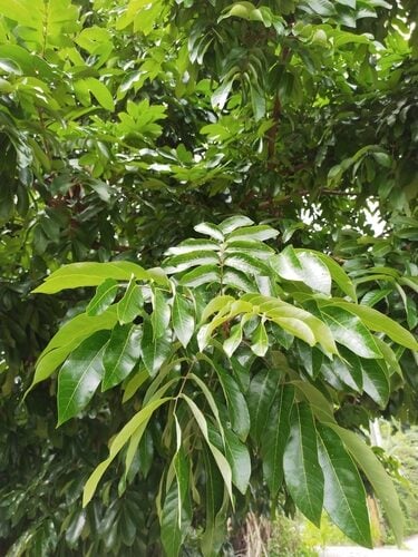 Dimocarpus longan (Longan) — photo