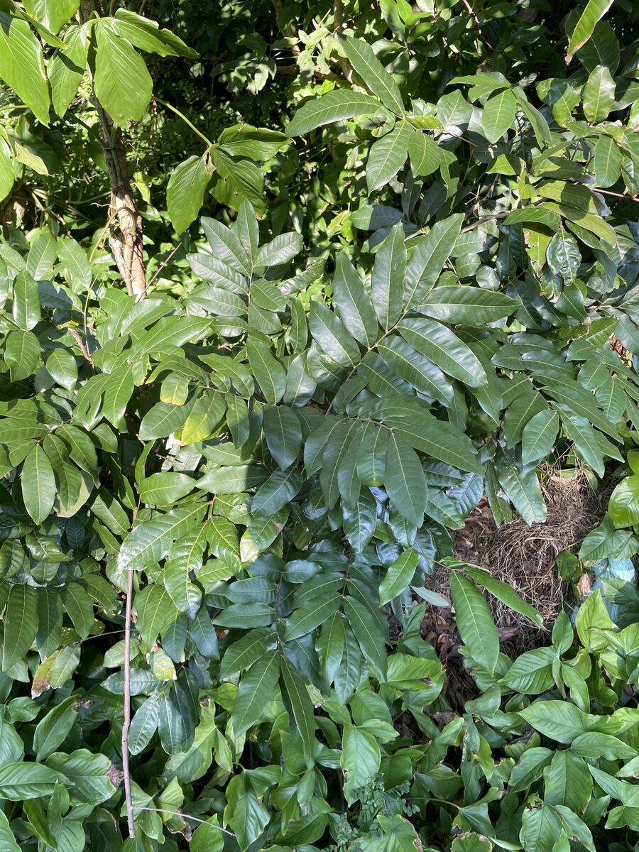 Dimocarpus longan (Longan) — photo