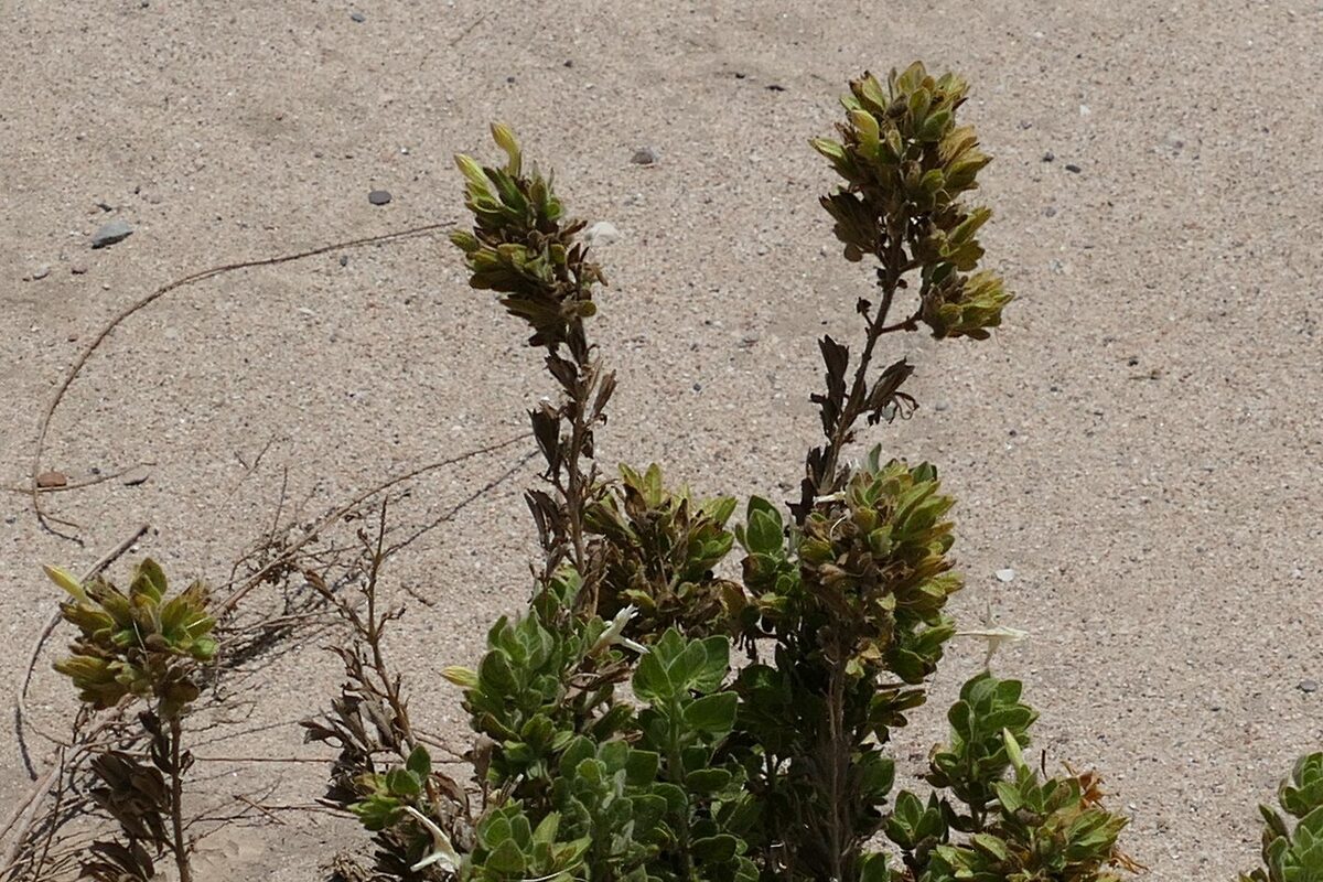 Dinteracanthus diversifolius