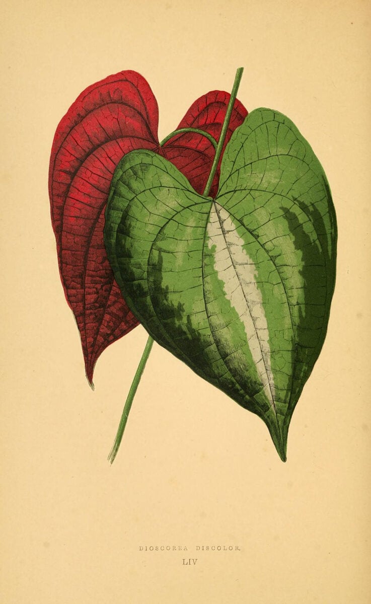Dioscorea acanthogene