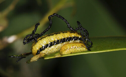 Dioscorea amazonum (Cara) — photo