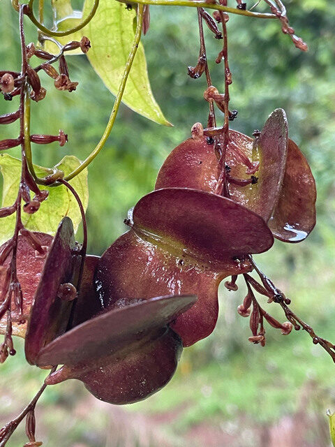 Dioscorea amazonum (Cara) — photo