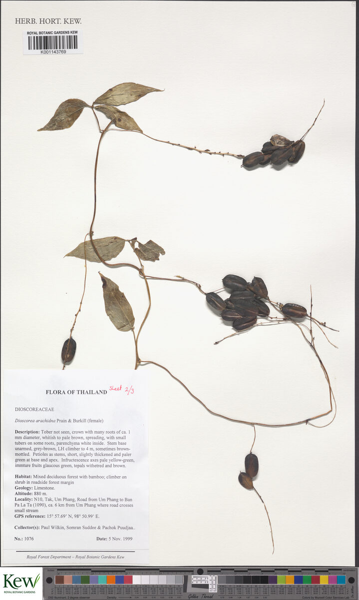Dioscorea arachidna — photo