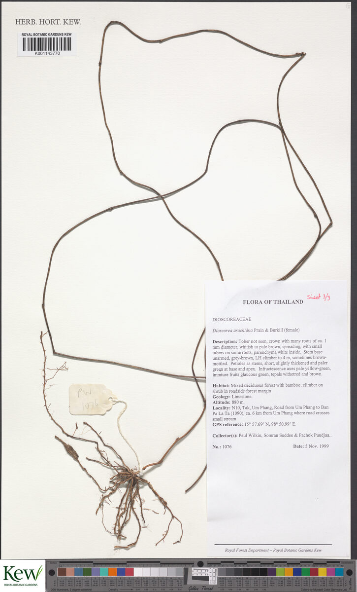 Dioscorea arachidna — photo