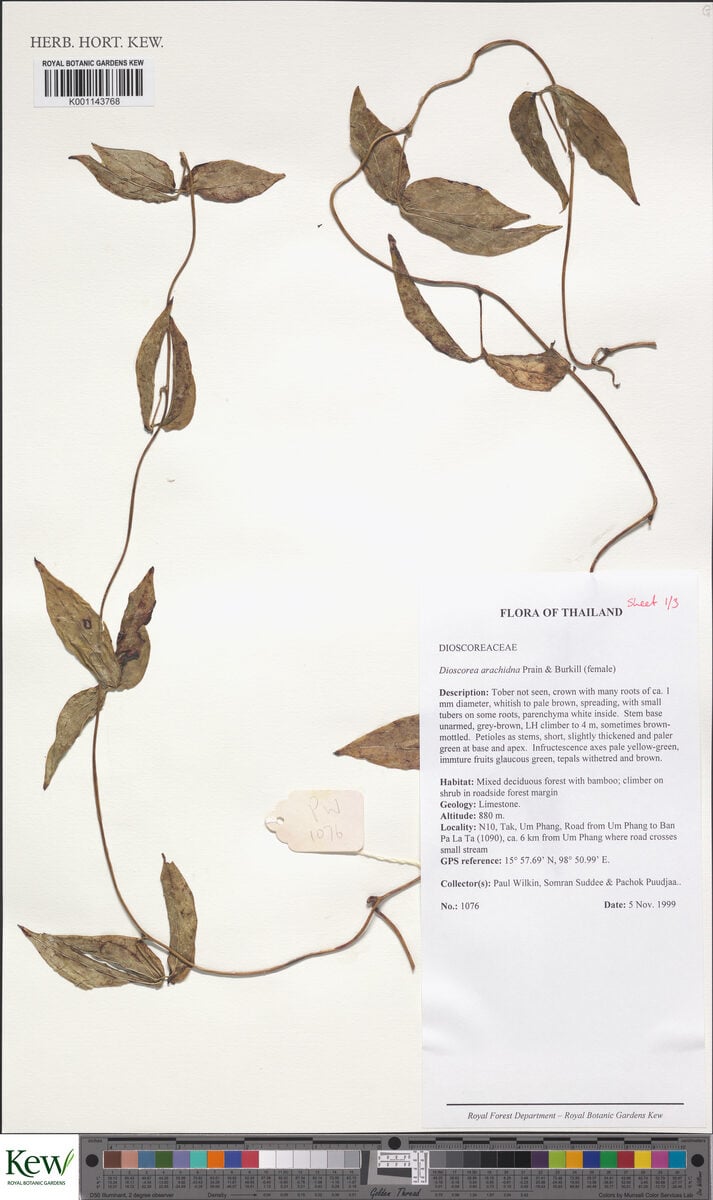 Dioscorea arachidna