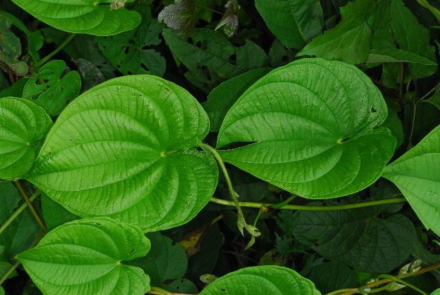 Dioscorea asteriscus — photo