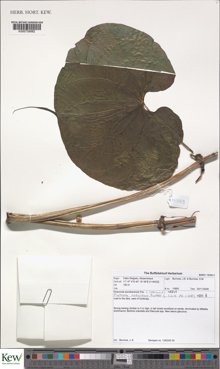 Dioscorea asteriscus — photo