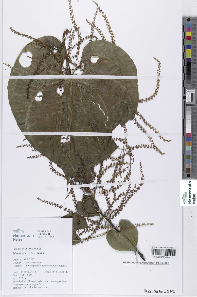Dioscorea asteriscus