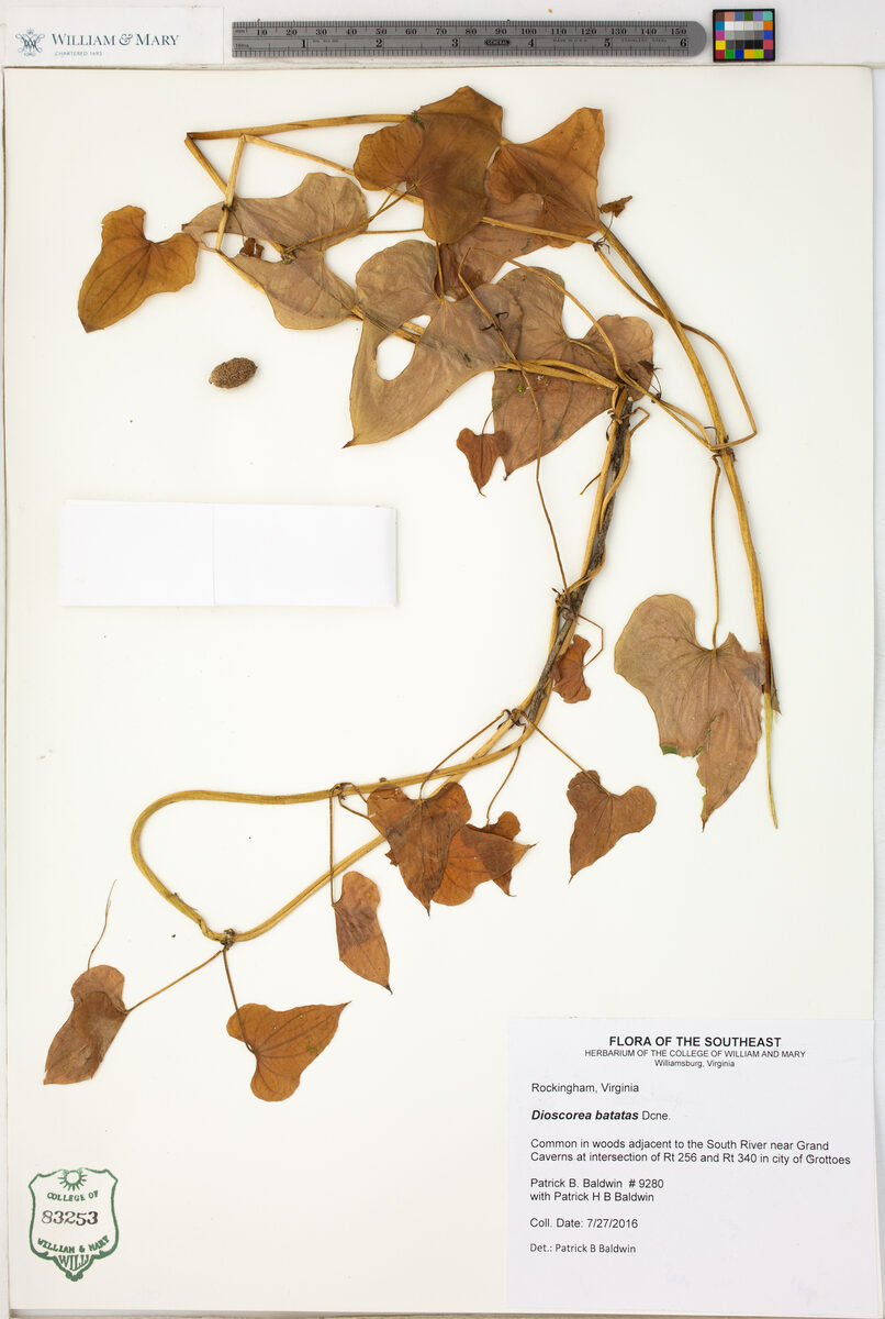 Dioscorea batatas (Chinese Yam) — photo