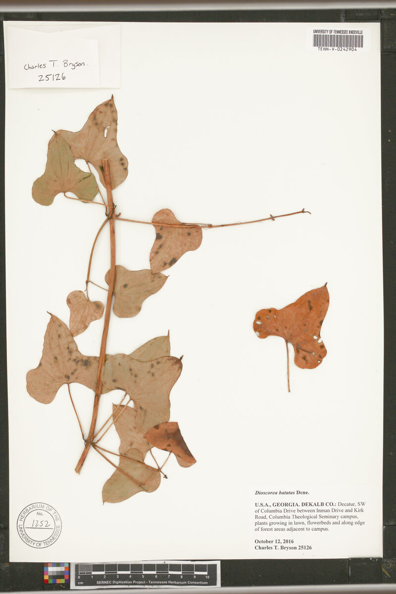 Dioscorea batatas (Chinese Yam) — photo