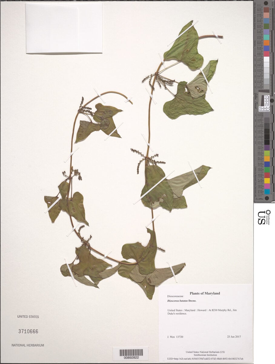 Dioscorea batatas