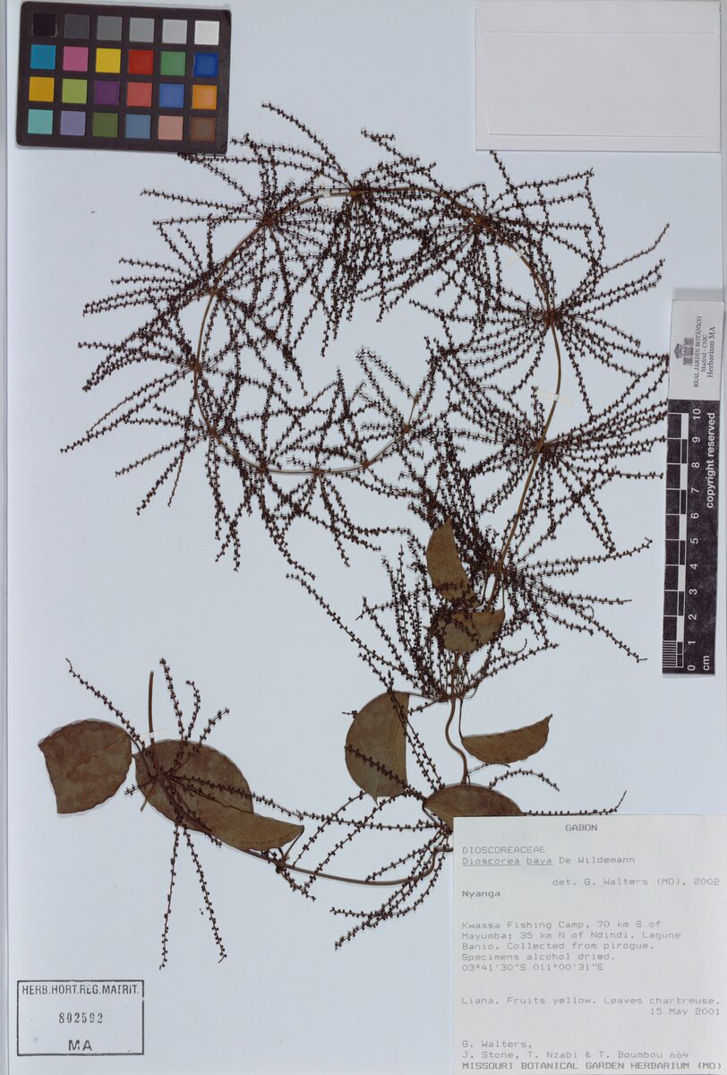 Dioscorea baya — photo