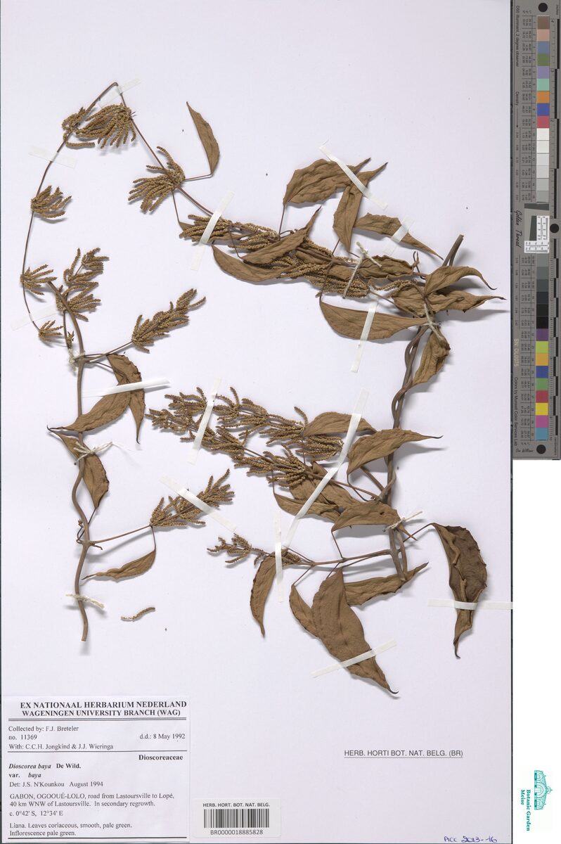 Dioscorea baya — photo