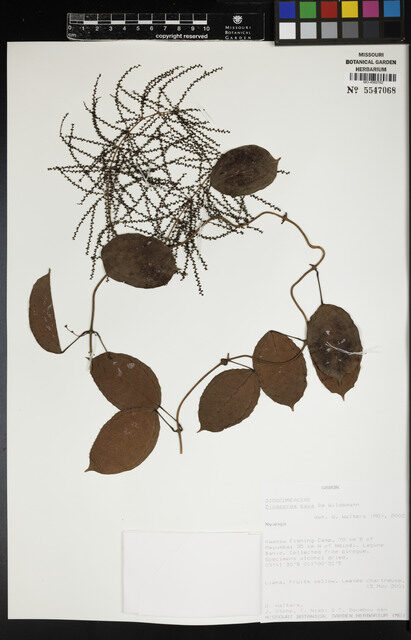 Dioscorea baya