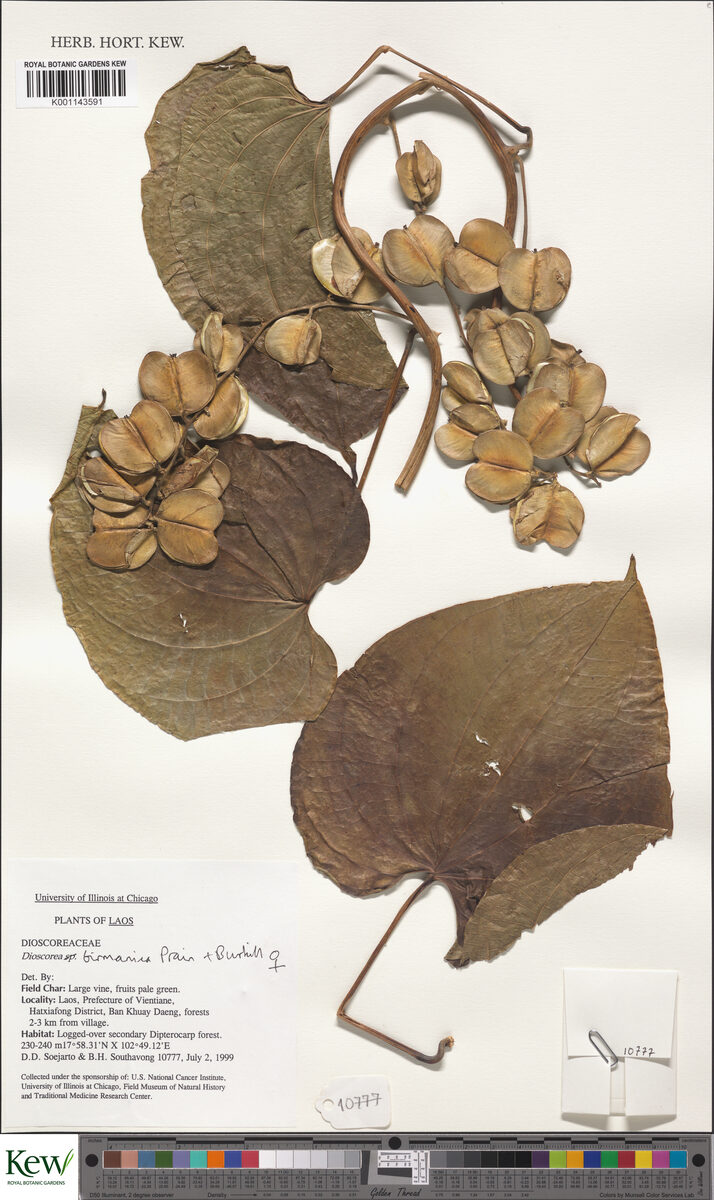 Dioscorea birmanica — photo