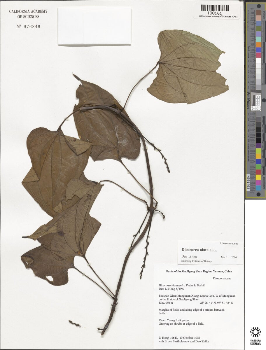 Dioscorea birmanica — photo
