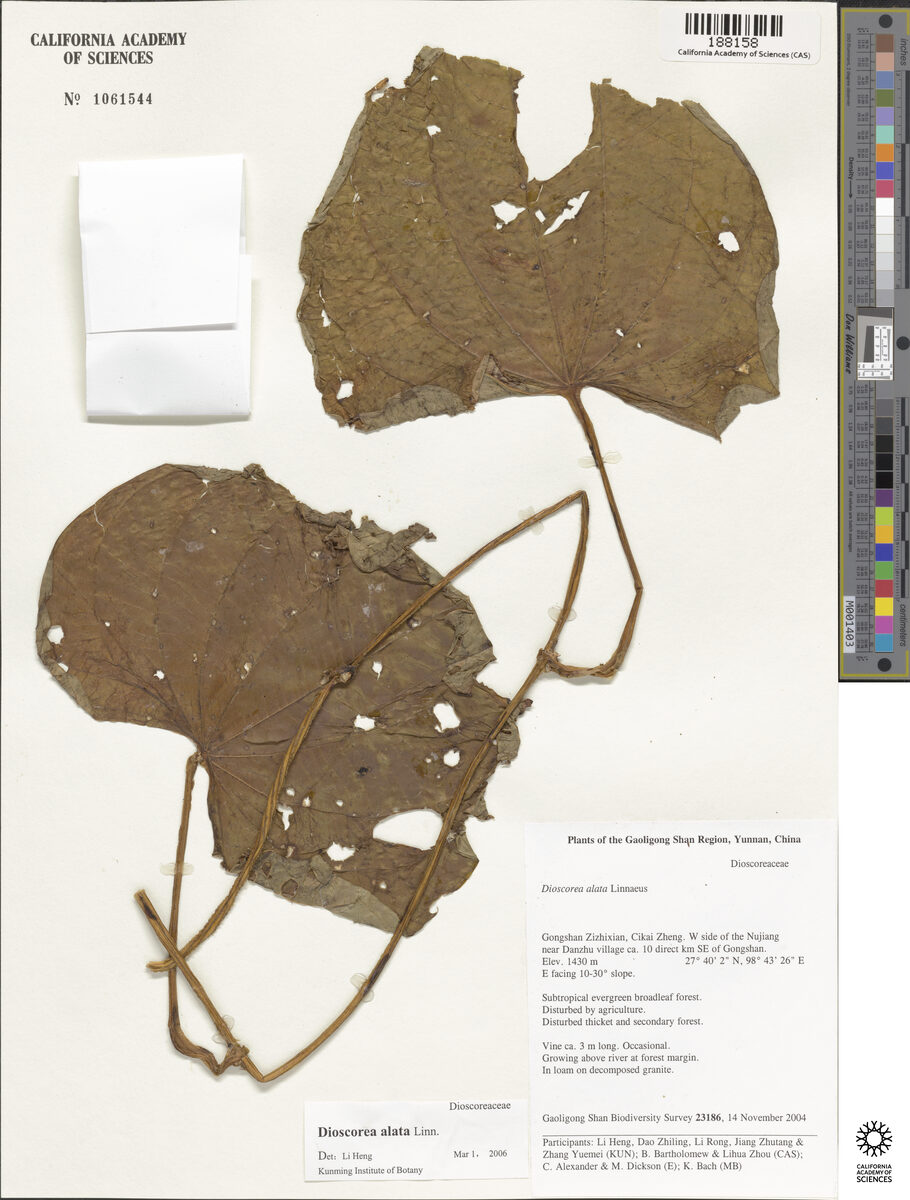 Dioscorea birmanica
