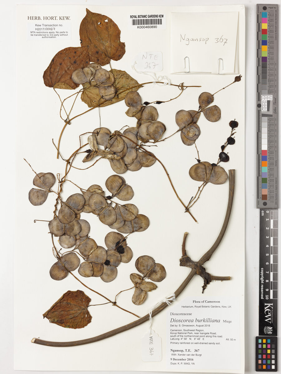 Dioscorea burkilliana