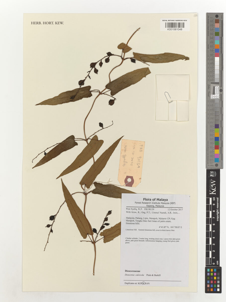 Dioscorea calcicola — photo