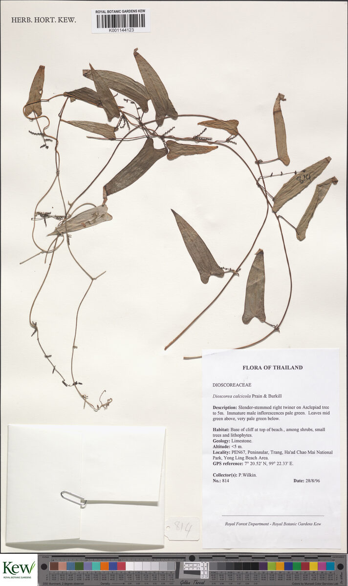 Dioscorea calcicola — photo