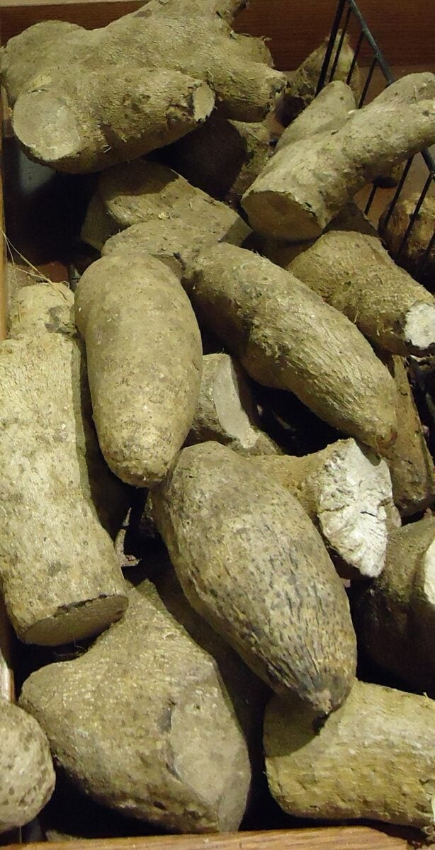 Dioscorea cayenensis (Yellow Guinea yam) — photo