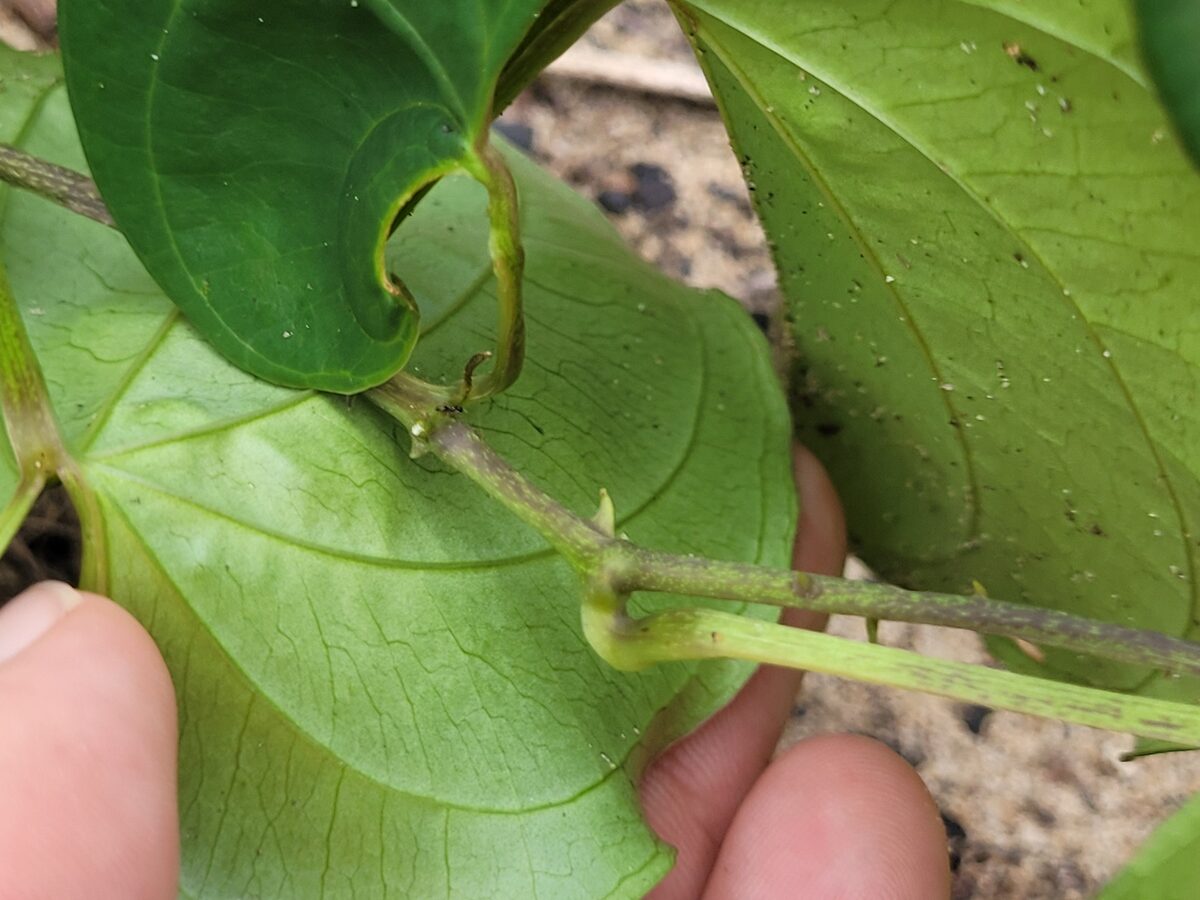 Dioscorea cayenensis (Yellow Guinea yam) — photo