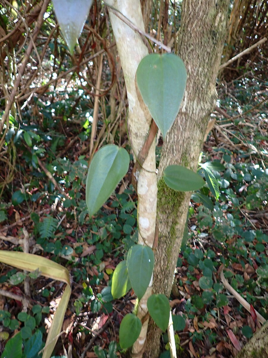 Dioscorea cayenensis subsp. rotundata (White Guinea Yam) — photo