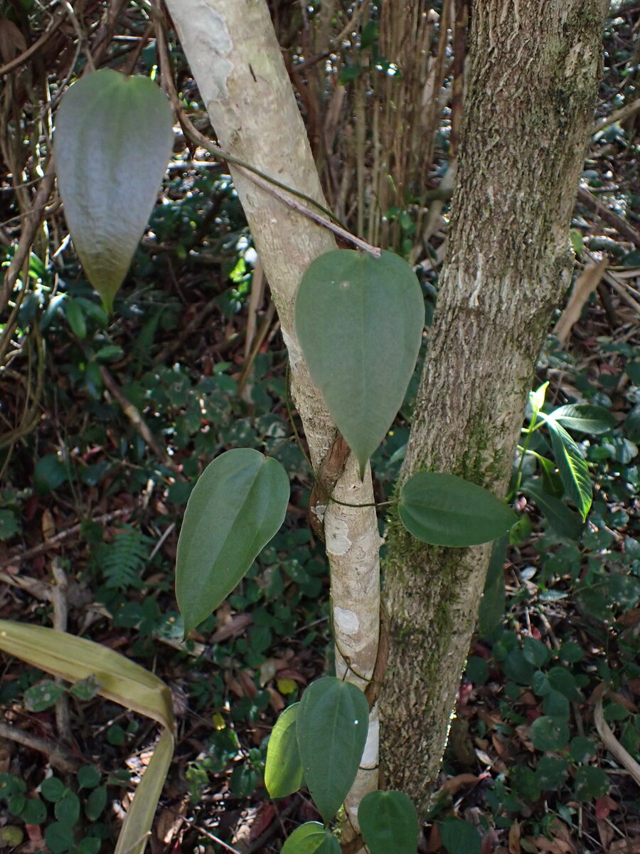 Dioscorea cayenensis subsp. rotundata (White Guinea Yam) — photo