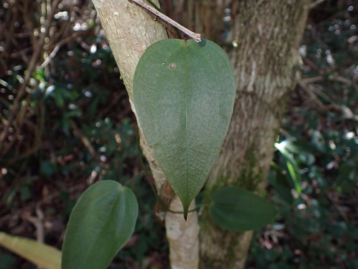 Dioscorea cayenensis subsp. rotundata