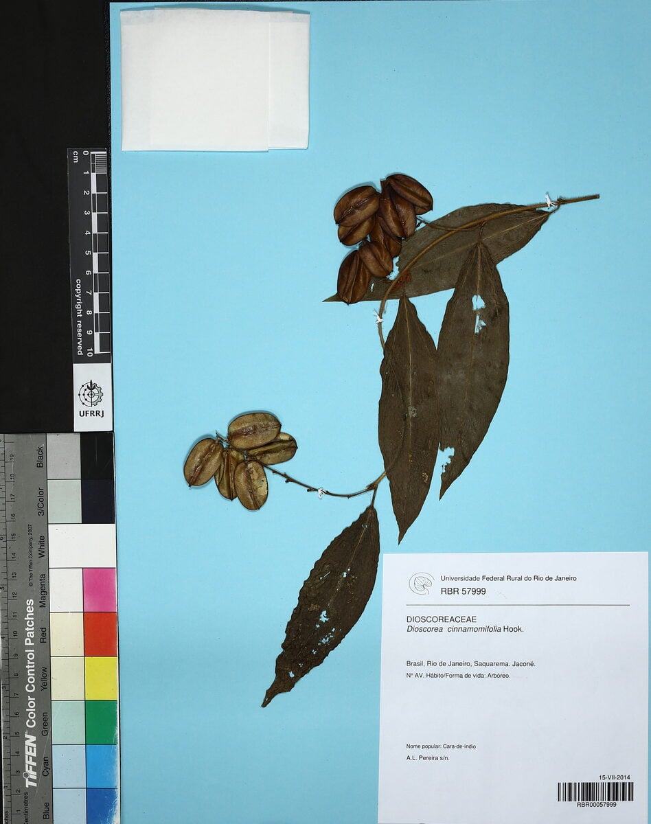 Dioscorea cinnamomifolia