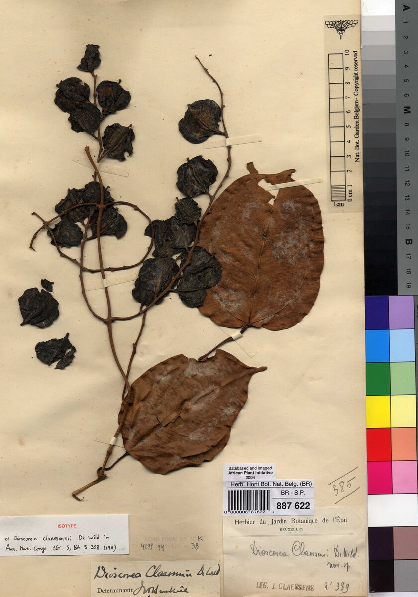 Dioscorea claessensii — photo