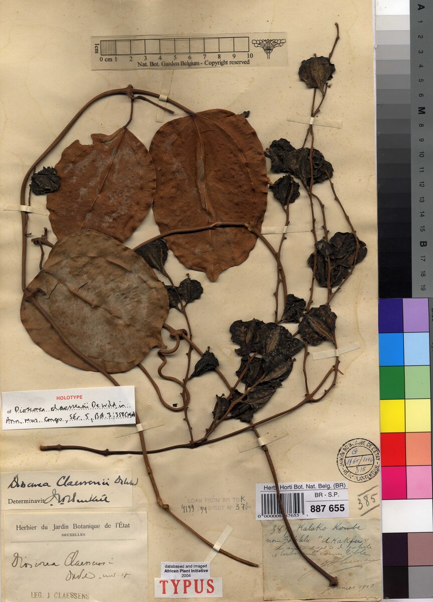 Dioscorea claessensii