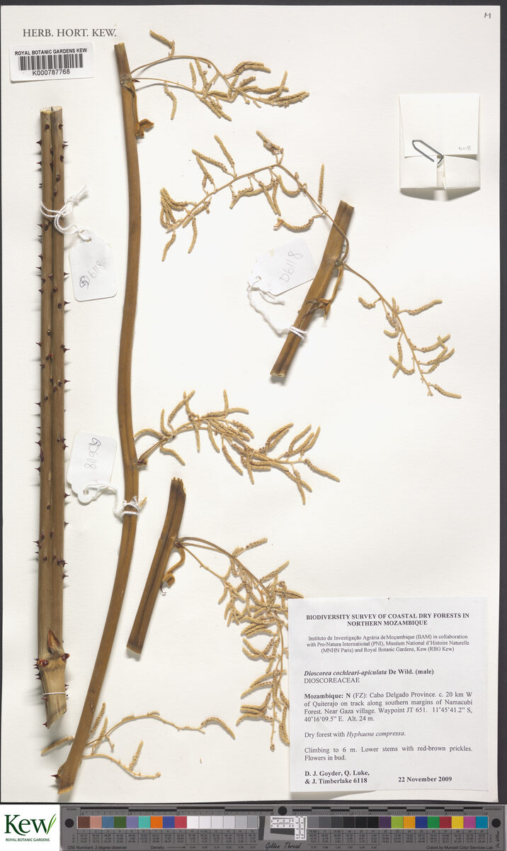 Dioscorea cochleariapiculata — photo