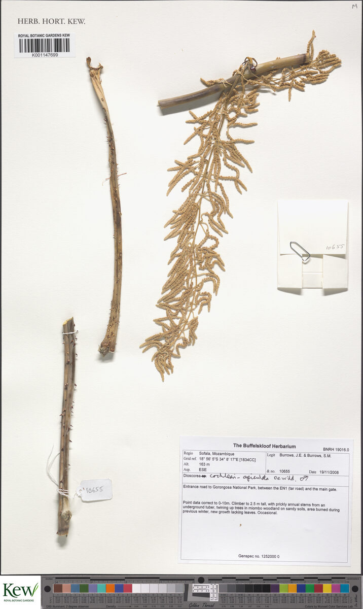 Dioscorea cochleariapiculata — photo