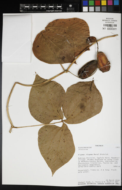 Dioscorea cochleariapiculata