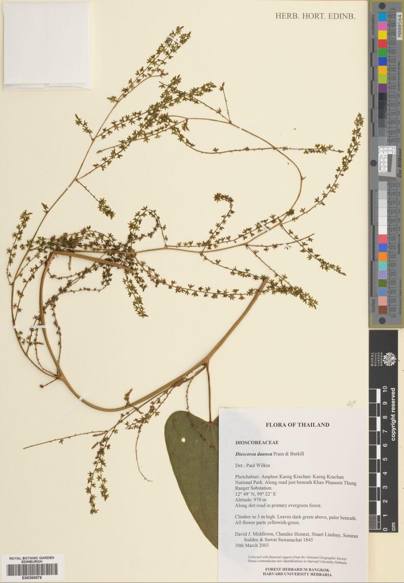 Dioscorea daunea — photo