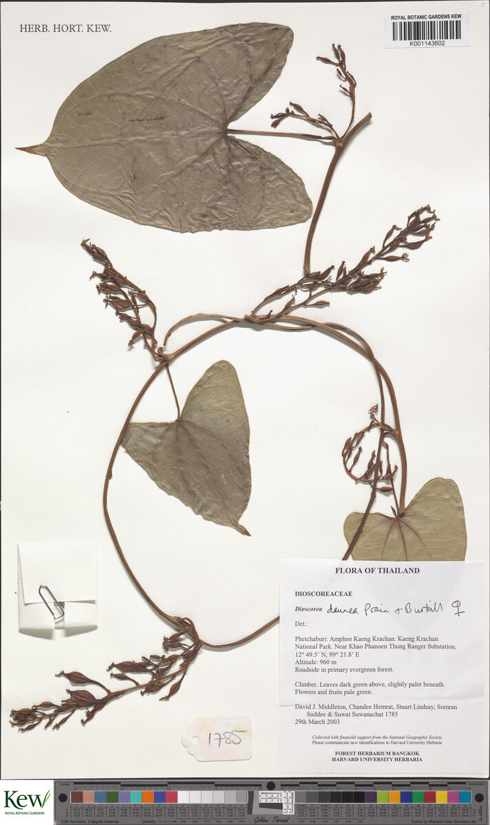 Dioscorea daunea — photo