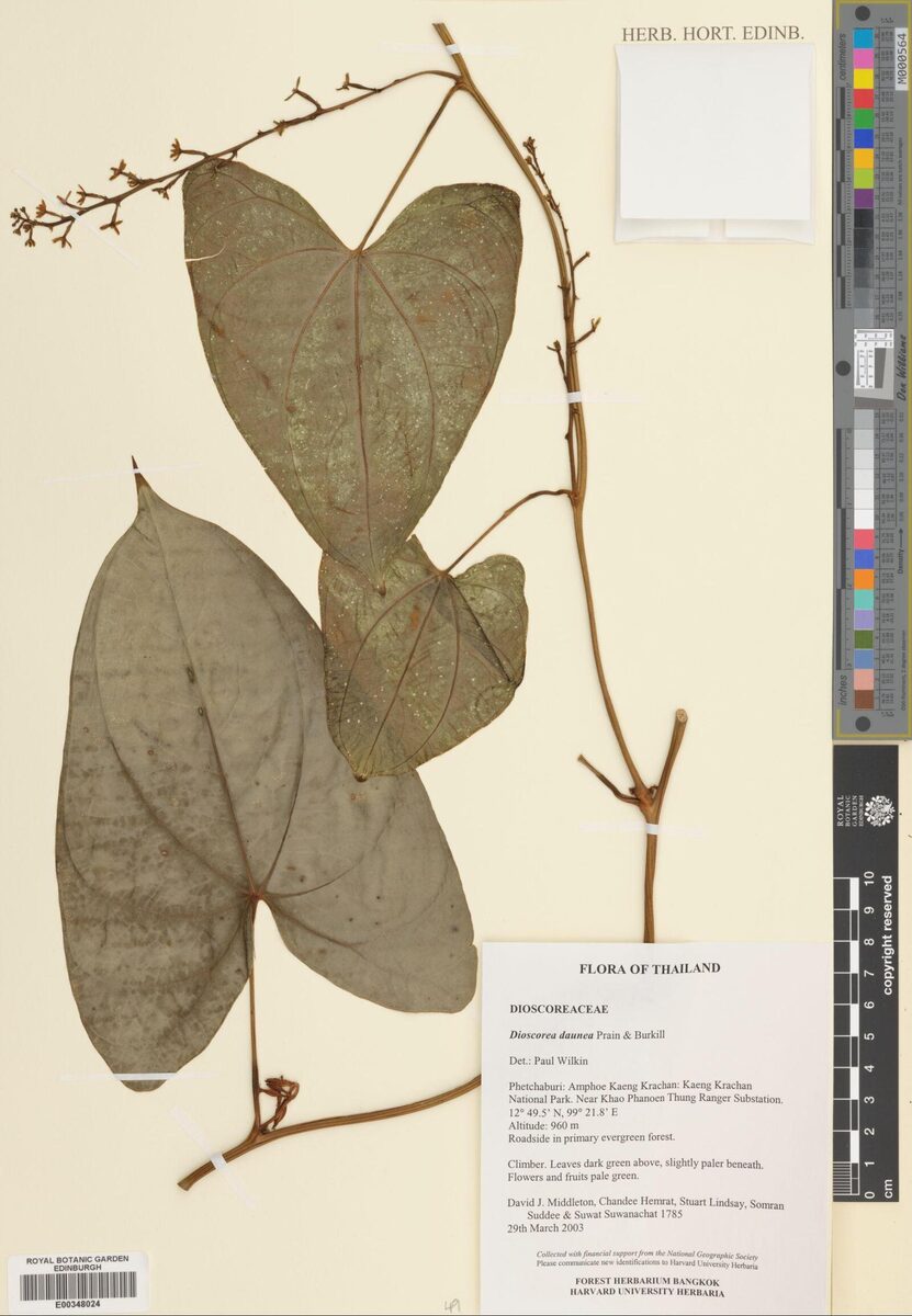 Dioscorea daunea