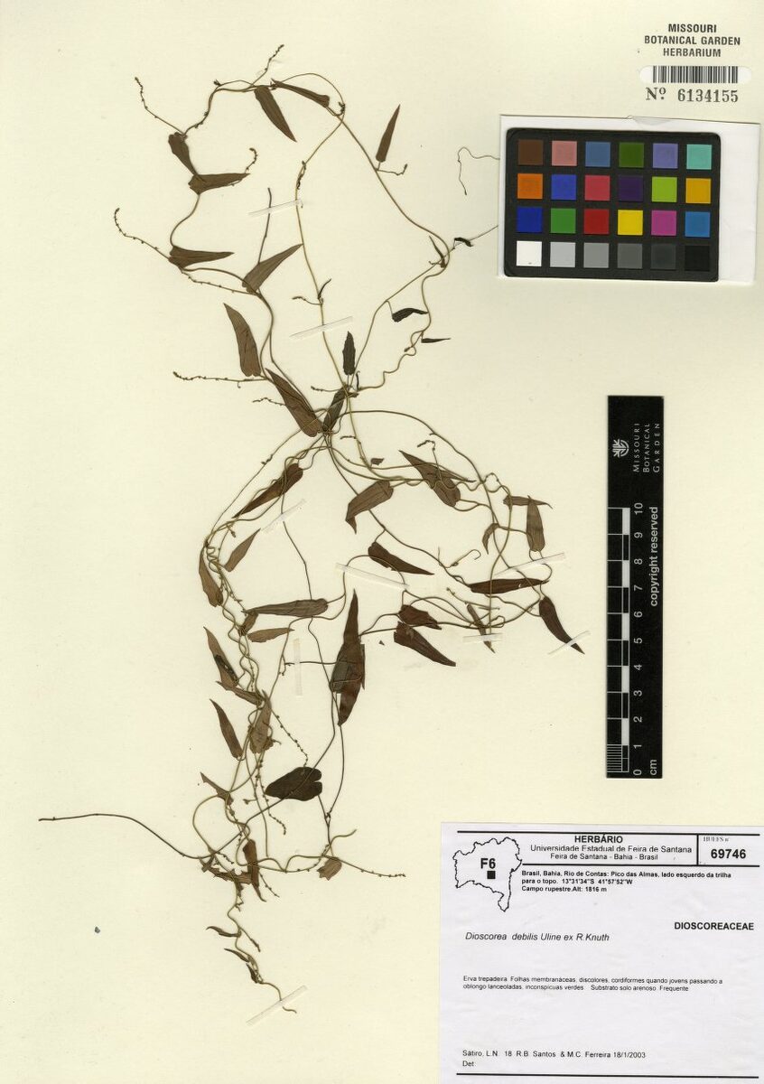 Dioscorea debilis — photo