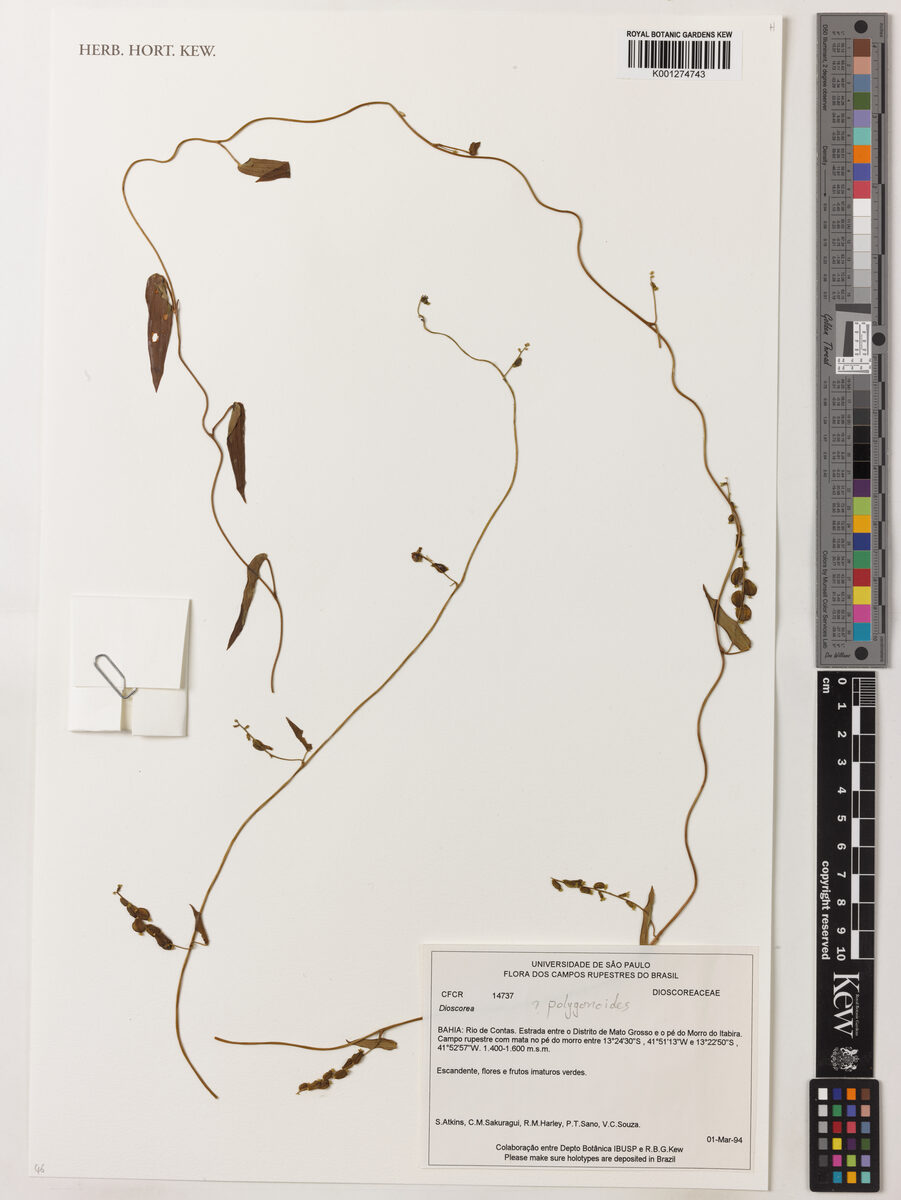 Dioscorea debilis — photo