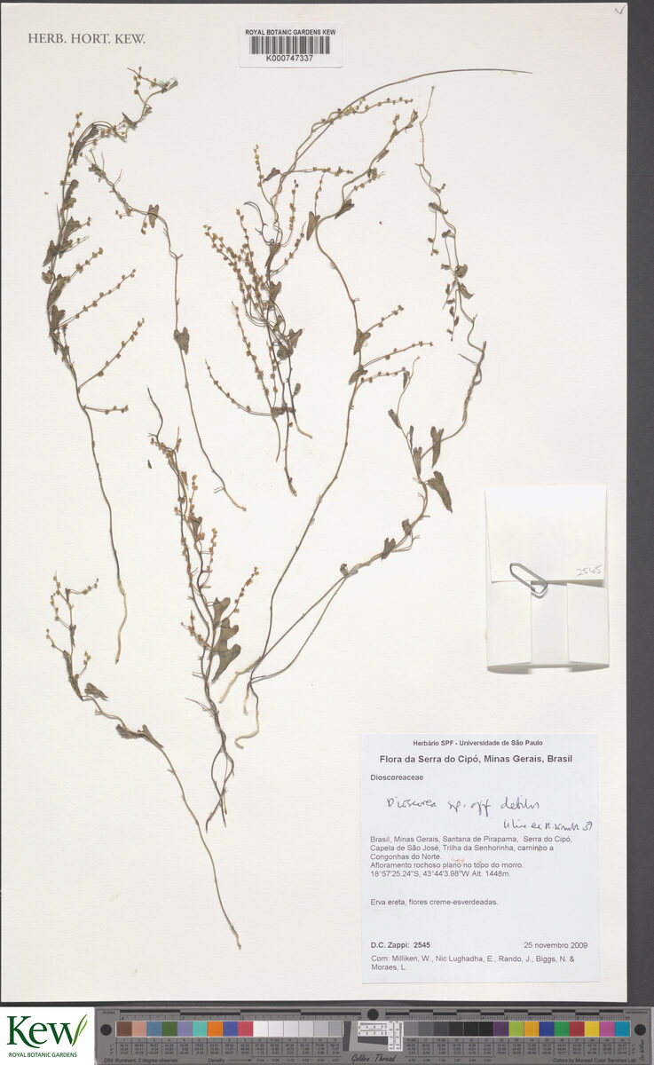 Dioscorea debilis
