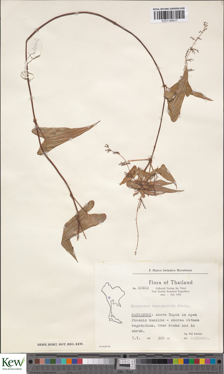 Dioscorea depauperata — photo
