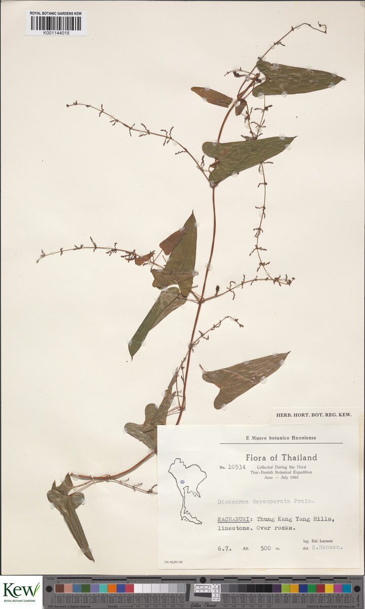 Dioscorea depauperata