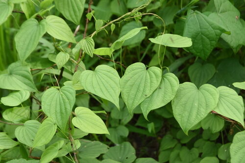 Dioscorea dregeana (Wild yam) — photo