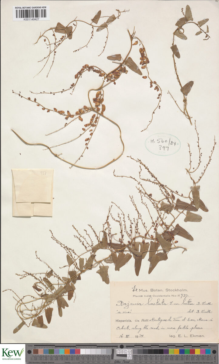 Dioscorea hastata (Cara coco) — photo