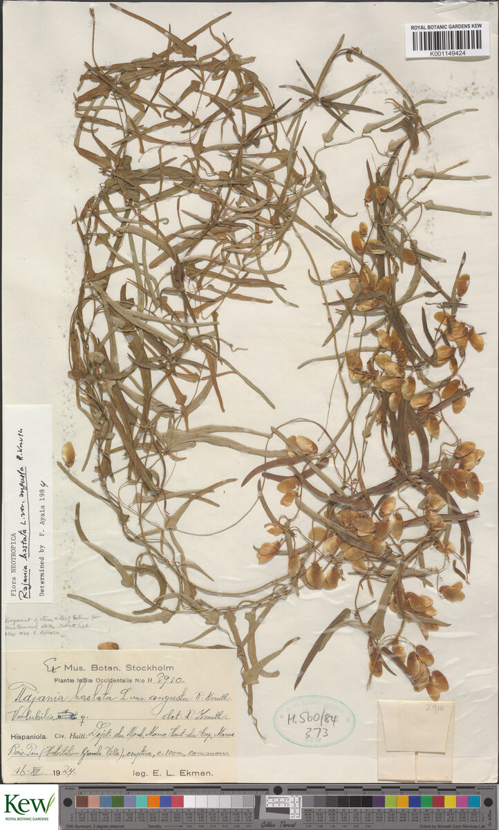 Dioscorea hastata (Cara coco) — photo